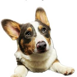 Luke - Pembroke Welsh Corgi