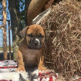 Male- stout - solid - Piebald male Boerboel puppy in Mansfield, Texas from Dynasty Blue Ridge Boerboel