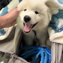 Samoyed Puppies from Morning Star Samoyeds