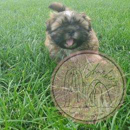 Shih Tzu Puppies from Shurbeez Shih Tzu