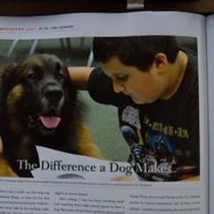 Leonberger All Grown Up from Ex Animo Leonbergers and WHD
