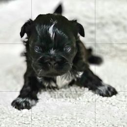 Shih Tzu Puppies from Juniverse Farm