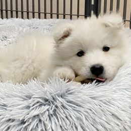 Samoyed Puppies from Falling cedar farm samoyeds
