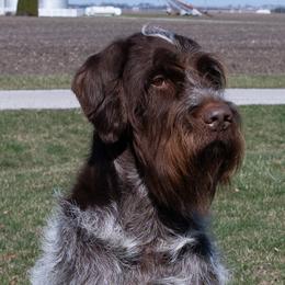 Wirehaired Pointing Griffons from Black Watch Griffons
