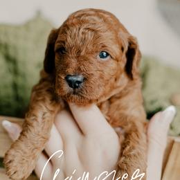 Ginger - Red  male Goldendoodle puppy in Patterson, California from Dooling Doodles