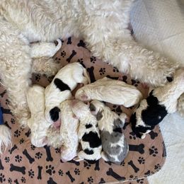 Sheepadoodle Puppies from Jonsies Pups