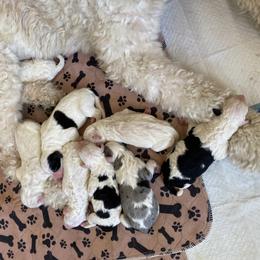 Sheepadoodle Puppies from Jonsies Pups