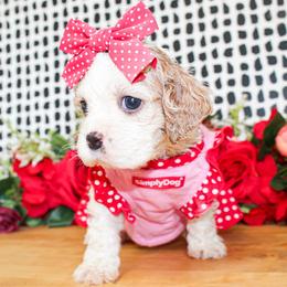 Harlie - Buff and white female Cocker Spaniel puppy in Rattan, Oklahoma from Double M Cocker Spaniels