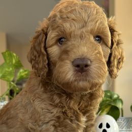 Yoda - Sable male Goldendoodle puppy in Gilbert, Arizona from DogHouse Doodles