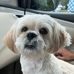 Machi - Lhasa Apso