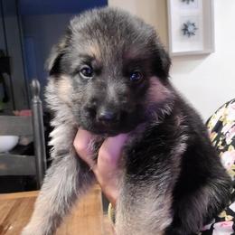 White - Black and red male German Shepherd puppy in Coatesville, Pennsylvania from Jessica's German Shepherds