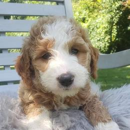Cockapoo, Cocker Spaniel, and Goldendoodle Puppies from Robbin's Treasures