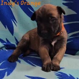 Indy's Orange - Mahogany male Belgian Malinois puppy in Berry, Alabama from North River k9