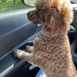 Goldendoodle Puppies from Labradoodleday