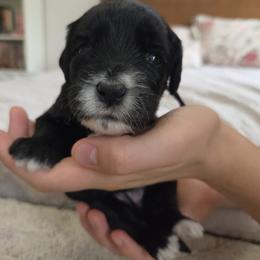 Duck - Black and white female Bernedoodle puppy in Seffner, Florida from TOP NOTCH PUPS- BERNEDOODLE BREEDER