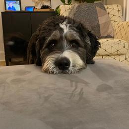 Bernedoodle and Dachshund All Grown Up from Heavenly Heritage Dachshunds and Doods