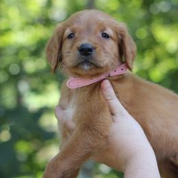 Pinky - Dark golden female Golden Retriever puppy in Lucasville, Ohio from Trusting Hearts Kennel