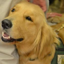 Golden Retrievers from Liebchen Golden's
