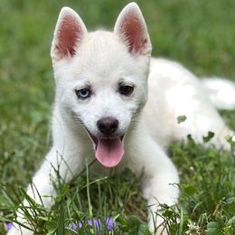 Fuchsia Collar - Tri-color female Pomsky puppy in Exeter, Rhode Island from Ocean State Pomskies