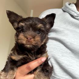 Peanut - Chocolate and tan male Yorkshire Terrier puppy in Parma, Ohio from My Exotic Yorkies LLC