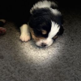 Australian Shepherd Puppies from Thunder River