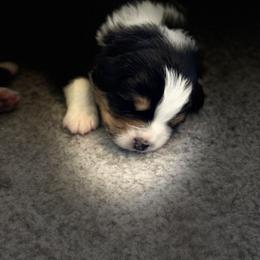 Australian Shepherd Puppies from Thunder River