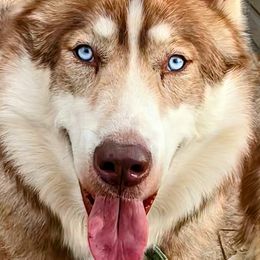 Chenoa - Native American Indian Dog