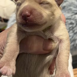 Girl 5-Seelie - White Miniature Schnauzer puppy in Port Orchard, Washington from Silver Bells Miniature Schnauzers