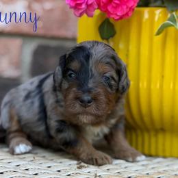 Sunny - Blue merle female Aussiedoodle puppy in Henry, Illinois from Rowe Farms Doodles