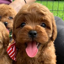 Cavapoos and Goldendoodles from Del-Frunessa’s English Goldendoodles