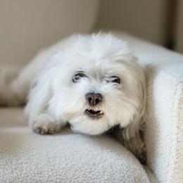 Daisy - White female Maltese puppy in North Port, Florida from Anastasiya's Maltese Pups