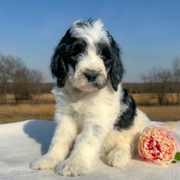 Beatrice - Black and white female Bernedoodle puppy in Osage City, Kansas from Golden Ridge Goldens