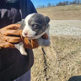 Ethel - Gray and white female American Corgi puppy in Odessa, Missouri from LOYAL T K9's CORGIS