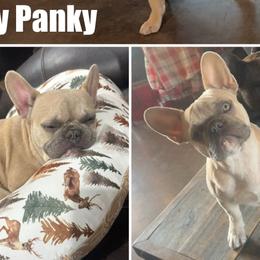French Bulldogs from Cole's French Bulldogs