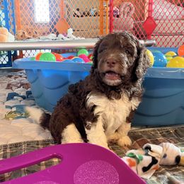 Jessie - Red merle female Aussiedoodle puppy in Springfield, Missouri from Doodle Dandy Bernedoodles & Aussiedoodles