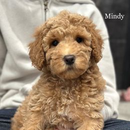 Mindy - Apricot female Goldendoodle puppy in Milford, Indiana from Railway Acres Kennel