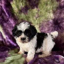 Oreo - Black gold and silver male Shihpoo puppy in Knoxville, Tennessee from Rocky Top Cavapoos