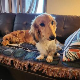 Hank - Dachshund