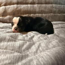 Blackbeard - Black and tan male Chihuahua puppy in Seneca, Missouri from Stephanie’s Puppy Colony
