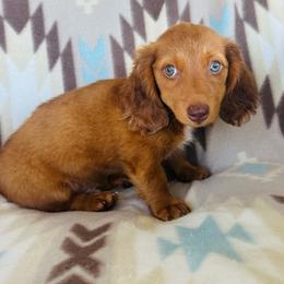 Boy 3 - Dapple male Dachshund puppy in Oklahoma from DRB Dachshunds