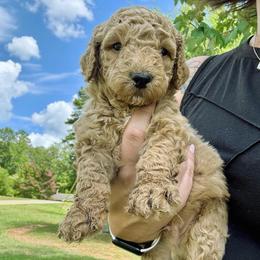 Blaze - Apricot male Goldendoodle puppy in Gastonia, North Carolina from Crowders Creek Doodles
