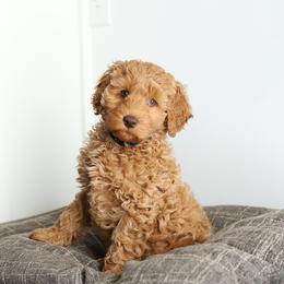 Indigo - Caramel red male Australian Labradoodle puppy in Williamstown, New York from Lewis Manor Labradoodles