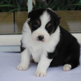 Madsison - Black tri-color female Australian Shepherd puppy in Circleville, Utah from Canyon Creek Aussies