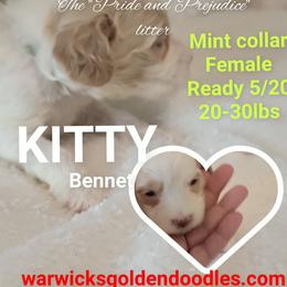 Kitty- mint collar - Parti female Goldendoodle puppy in Fort Worth, Texas from Stacy Warwick