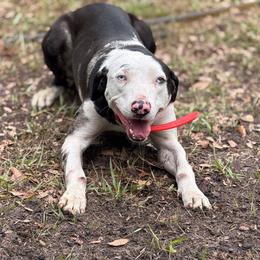Ouija - Black female Catahoula Leopard Dog puppy in Okeechobee, Florida from Lazy 44 Catahoulas