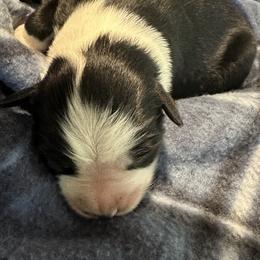 Miniature American Shepherd Puppies from Bond’s MAS