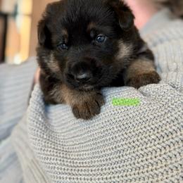 Gwyrdh Marghek-Neon Green - Black and tan male German Shepherd puppy in Medical Lake, Washington from Nine Realms German Shepherds