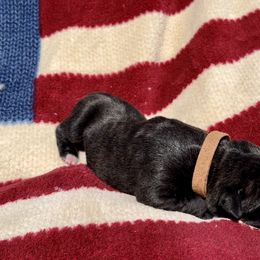Ice - Black brindle Cane Corso puppy in Asheville, North Carolina from War Dogs