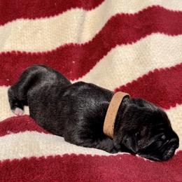 Ice - Black brindle Cane Corso puppy in Asheville, North Carolina from War Dogs
