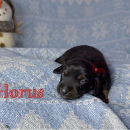 Horus - Black and tan male Dachshund puppy in Seguin, Texas from Good Neighbor Ranch Dachshunds
